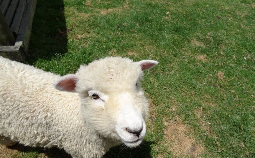 Mehr Schafe