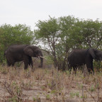 3. Tag: Chobe Nationalpark