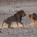 Tag 8-10: Etosha Nationalpark