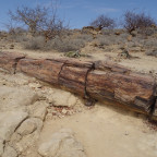 Tag  12: Twyfelfontein, Versteinerter Wald und Brandberg