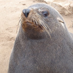 Tag 13+14: Cape Cross Seelöwenkolonie und Swakopmund