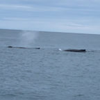 Tag 22 – Snæfellsnes – Whale watching in Ólafsvík