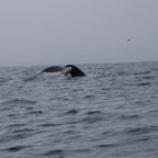 Tag 16-17 – Akureyri – Whale watching