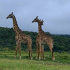 3. Tag – Arusha-Nationalpark und Karatu