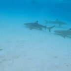 Tag 14 — Moorea — Inselerkundung und schnorcheln